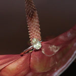 Lifestyle shot of Front view of Lara / Crysoberyl Ring on a flower with light reflecting off of stone